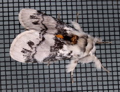 Iropoca rotundata