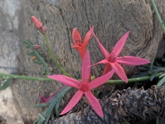 Ipomopsis aggregata bridgesii