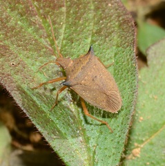 Euschistus atrox