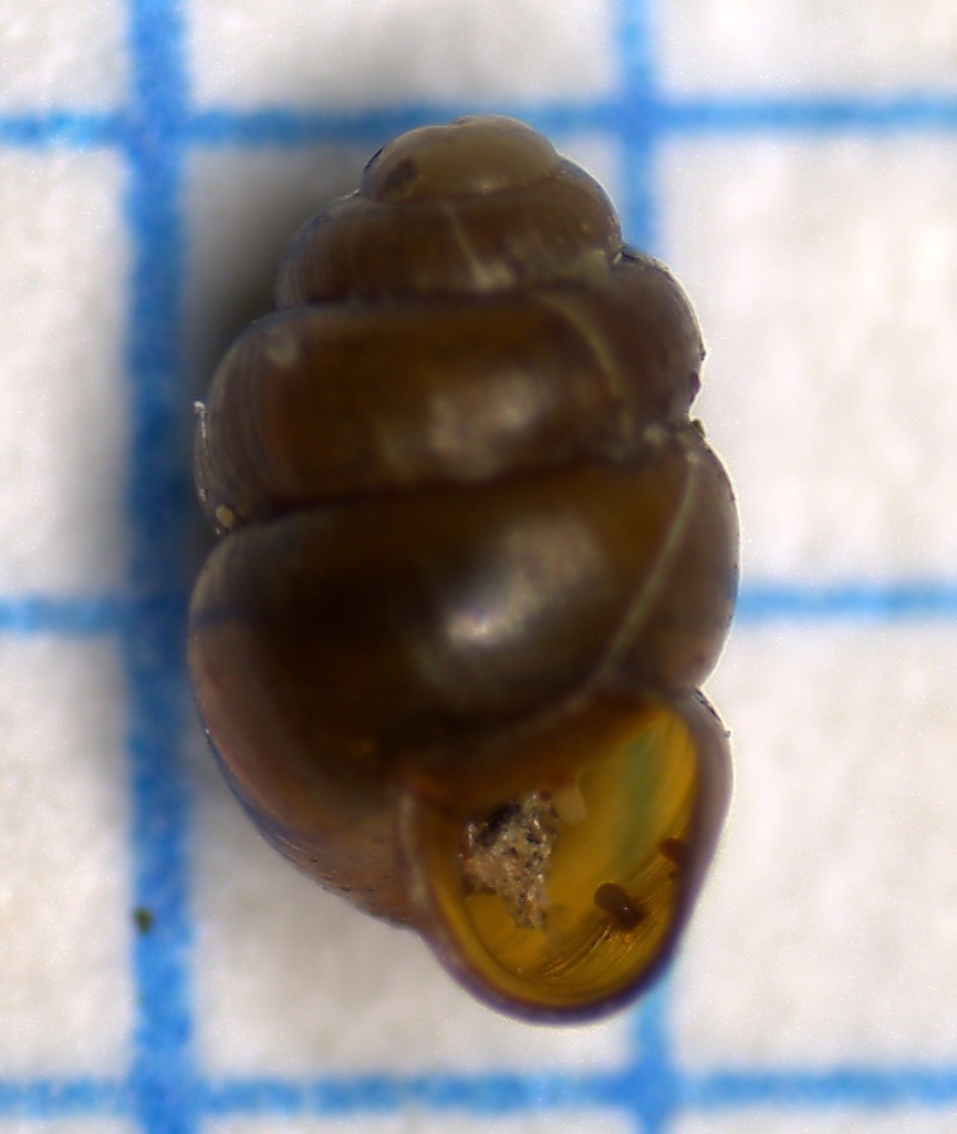 Geyer’s Whorl Snail