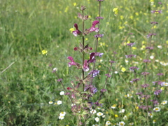 Salvia hierosolymitana, photograph (c) Nachman bones, some rights reserved (CC BY)