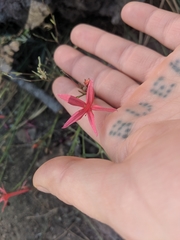 Ipomopsis aggregata bridgesii