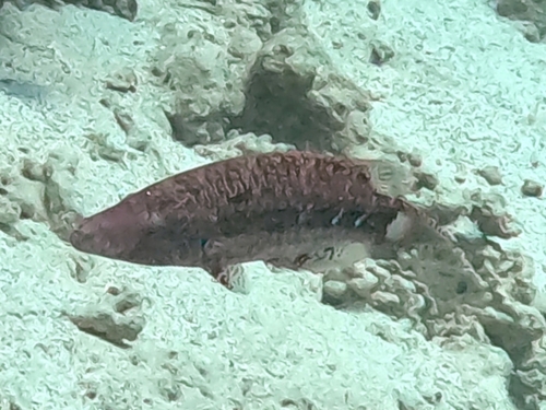Oxycheilinus mentalis observed 2025-06-01