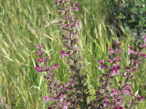 Jerusalem Sage (Salvia hierosolymitana)