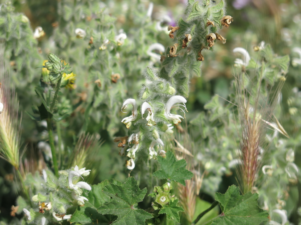 Salvia dominica; photograph (c) Nachman bones, some rights reserved (CC BY)
