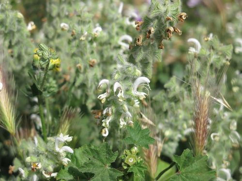 Dominican Sage (Salvia dominica)