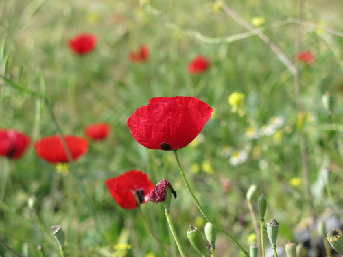 Papaver umbonatum, photograph 2