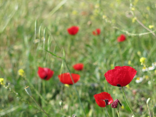 Papaver umbonatum (Papaver umbonatum)