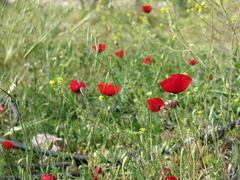 Papaver umbonatum, photograph (c) Nachman bones, some rights reserved (CC BY)