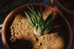 Aristaloe aristata