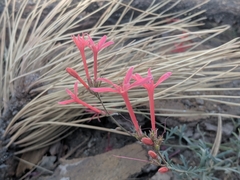 Ipomopsis aggregata bridgesii
