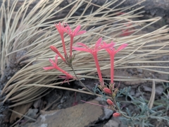 Ipomopsis aggregata bridgesii