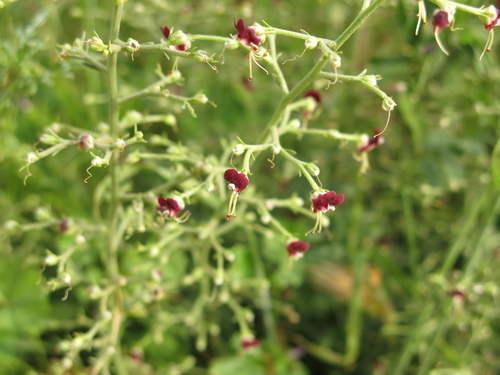 Yellow-Scaled Figwort (Scrophularia xanthoglossa)