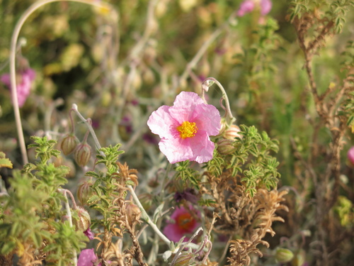 Pink Sun-rose (Helianthemum vesicarium)