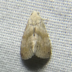 Eublemma minima