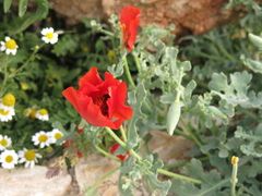 Glaucium grandiflorum