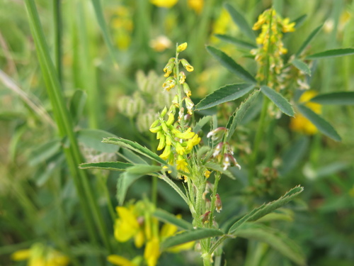 furrowed melilot (Melilotus sulcatus)