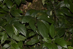 Elatostema reticulatum