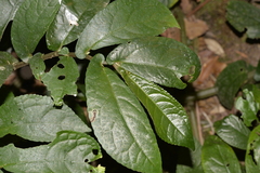 Elatostema reticulatum