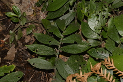 Elatostema reticulatum