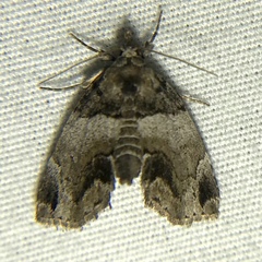 Cutina distincta