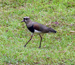 Vanellus chilensis