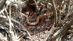 Masticophis flagellum piceus