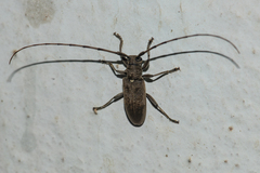 Acalolepta