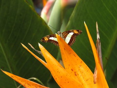 Adelpha paroeca paroeca