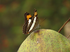Adelpha paroeca paroeca