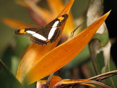 Adelpha paroeca paroeca