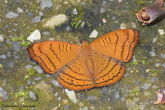 Pseudergolis wedah