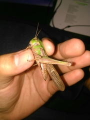 Locusta