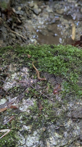 Patch-nosed Salamander, Urspelerpes brucei