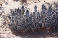 Euphorbia ferox