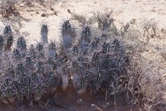 Euphorbia ferox