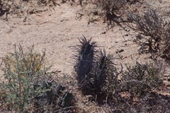 Euphorbia ferox