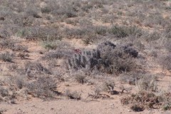 Euphorbia ferox