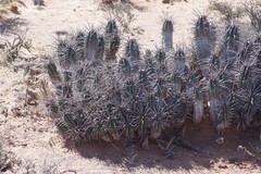 Euphorbia ferox