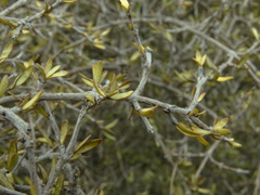 Coprosma decurva