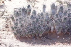 Euphorbia ferox