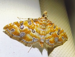 Ommatospila narcaeusalis