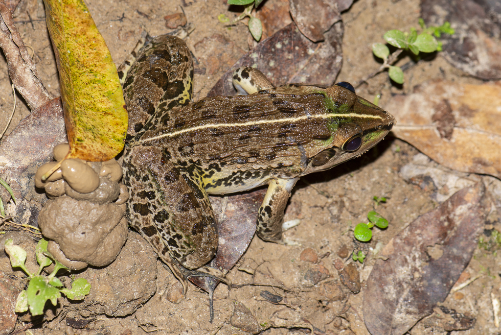 Bangladesh Coastal Bullfrog