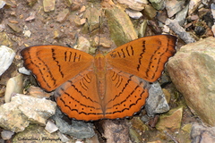 Pseudergolis wedah