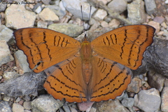 Pseudergolis wedah