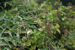 Spiraea hayatana