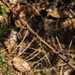 Acacia pentagona
