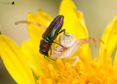 Bilyaxia concinna