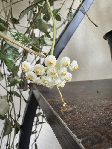 Hoya krohniana 'Eskimo'