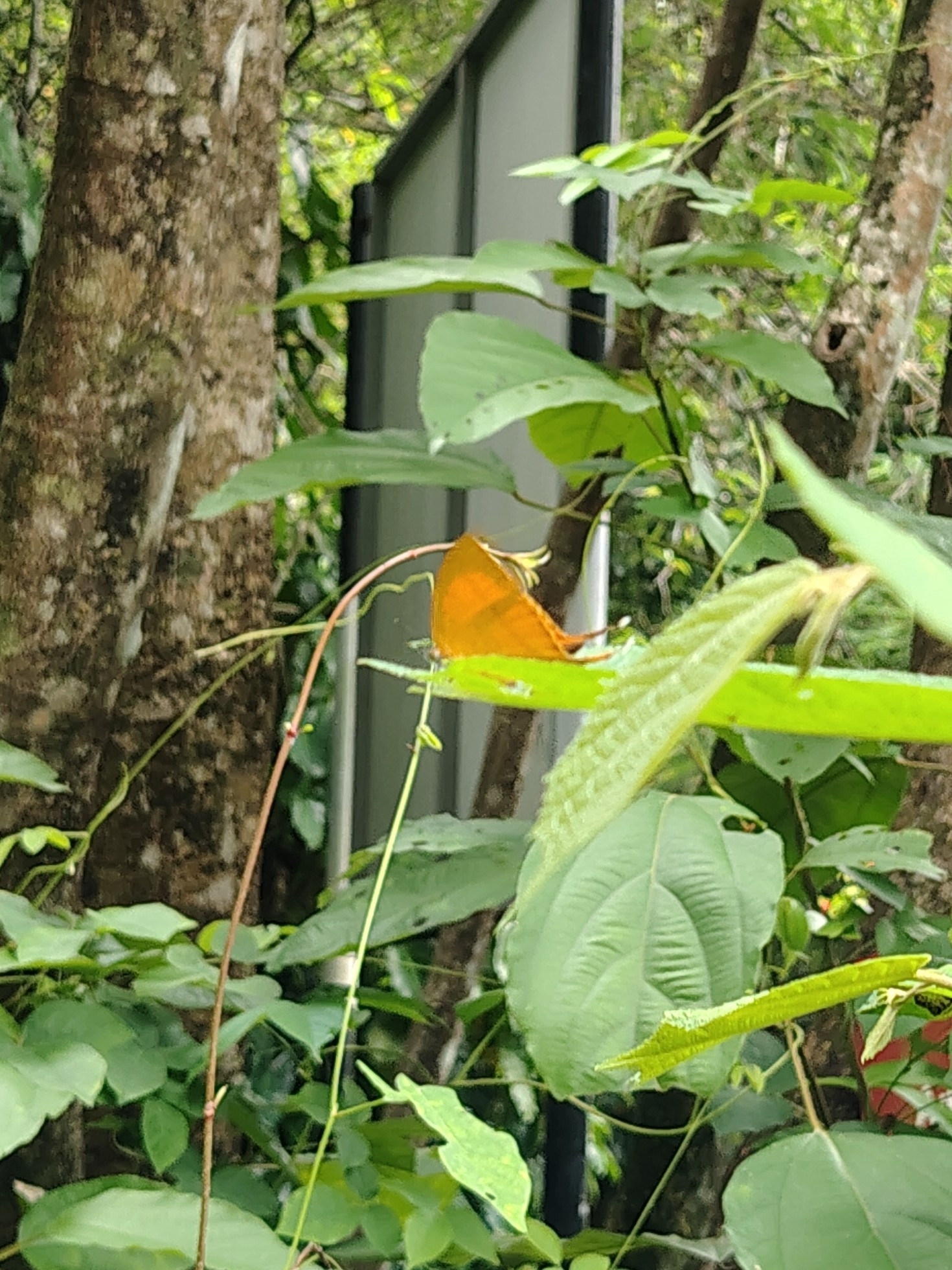 Yamfly
